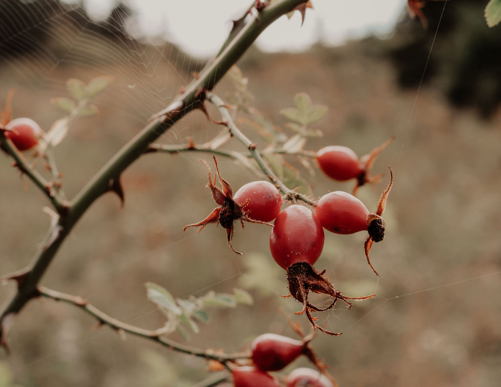 Close-up of red berries in soft light