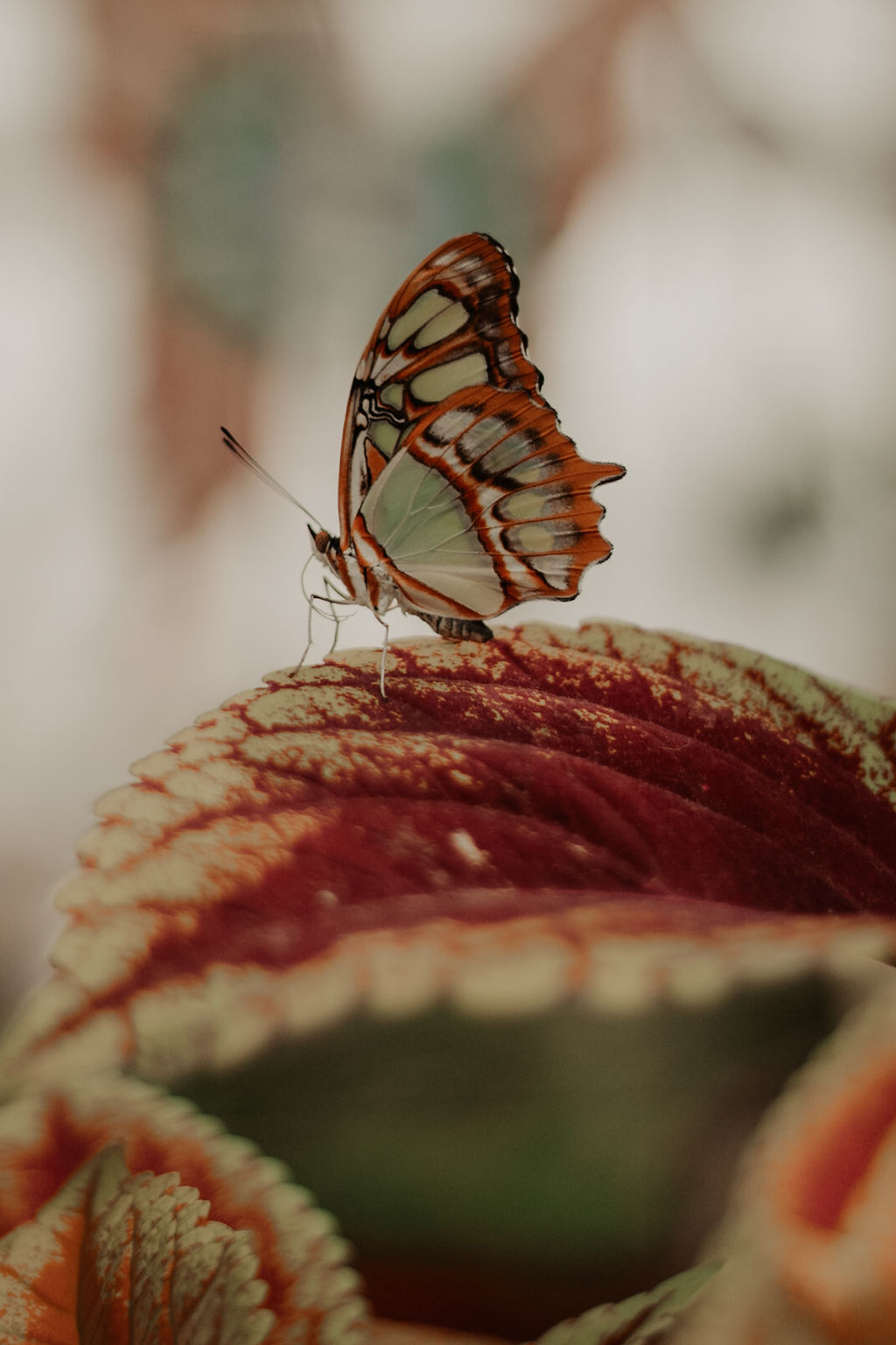 Butterfly resting on a leaf