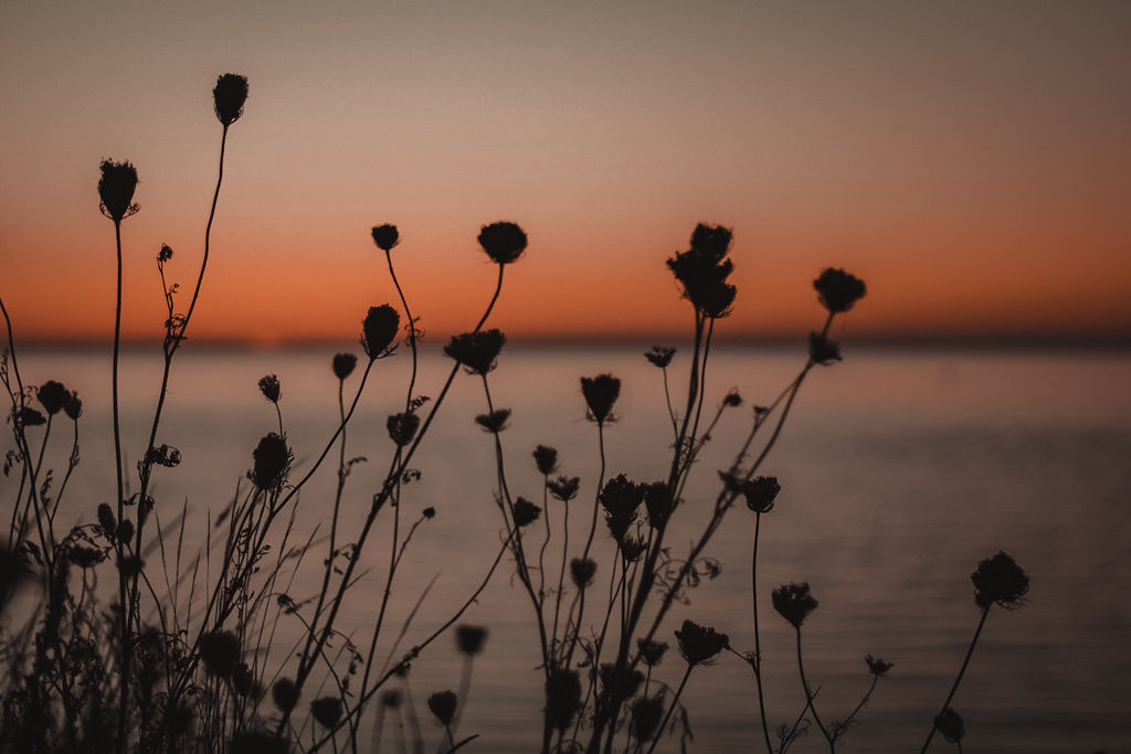 Sunset over a field of flowers