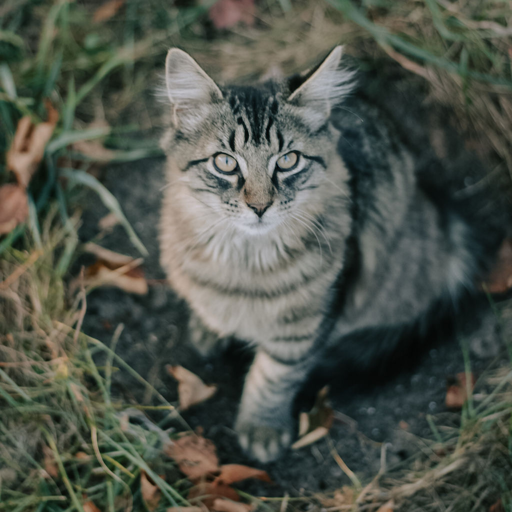 Cat sitting on fallen leaves outdoors