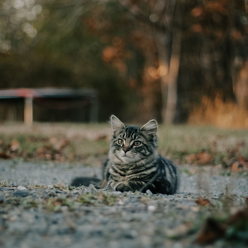 Cat lying on a quiet path