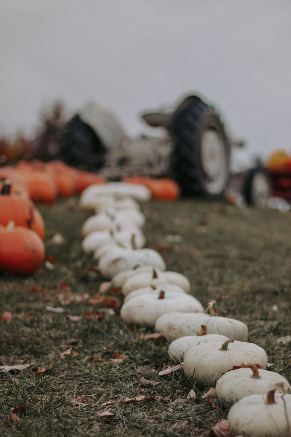 Pumpkin patch in autumn light